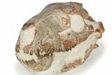 Fossil Oreodont (Merycoidodon) Skull with Puncture Wound #240462-9
